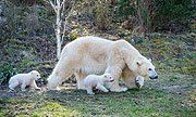 Testlauf klappte prima: am 19.03.2014 sind die Eisbärenbabys erstmals in der Öffentlichkeit zu sehen (©Foto: Tierpark Helabrunn)